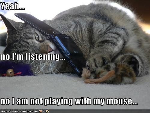 funny-pictures-cat-plays-while-on-phone1